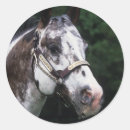 Suche nach kopfschuss aufkleber Appaloosa