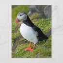 Suche nach spitzbergen poster Tier