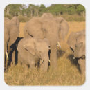Suche nach afrikanischer elefant aufkleber Kalb