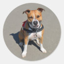 Suche nach american staffordshire terrier aufkleber Mitarbeiter