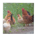 Suche nach hühner fliesen Rot