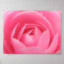 Suche nach rosa kamelie poster Blume