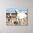 Suche nach fohlen poster leinwandbilder Wildpferd