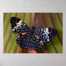 Suche nach exotische schmetterlinge poster Blau