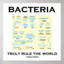 Suche nach bakterien poster Biologie