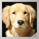 Suche nach goldene retriever poster Dogs