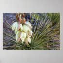 Suche nach yucca poster Pflanze