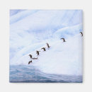 Suche nach die antarktis magnete Kalt