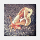 Suche nach motten magnete Käfer