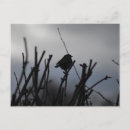 Suche nach rotkehlchen postkarten Vogel
