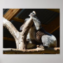 Suche nach koala bear poster Wunderbar