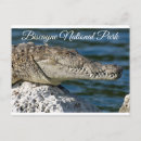 Suche nach crocodile postkarten Alligator