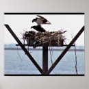 Suche nach tierphotographie poster Vögel
