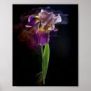 Suche nach schwertlilie poster Blumenillustration