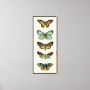 Suche nach creme leinwandbilder Schmetterling