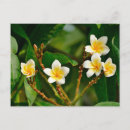 Suche nach frangipani postkarten Blume
