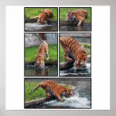 Suche nach säugetier poster Groß