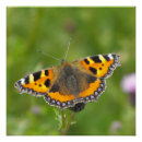 Suche nach schildpatt poster Natur