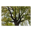 Suche nach weinende weiden poster Natur