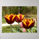 Suche nach gelbe tulpen poster Natur