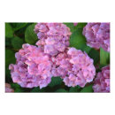 Suche nach hortensia poster Floral
