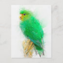 Suche nach parakeets postkarten Vogelvogel