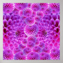 Suche nach rosa dahlien poster Blume