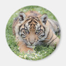 Suche nach niedlicher tiger magnete Kawaii