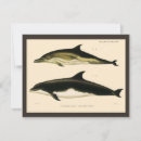 Suche nach delphin Fisch