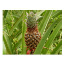 Suche nach tropische frucht poster Obst