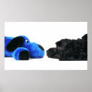 Suche nach cockapoo poster Pudel