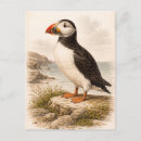 Suche nach papageientaucher postkarten Natur