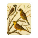 Suche nach drei magnete Vogel