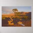 Suche nach wacholder poster Usa