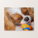 Suche nach kavalier Spaniels