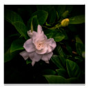 Suche nach empfindliche blumen poster Elegant