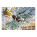 Suche nach zapfen poster Winter