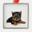 Suche nach yorkshire terrier ornamente Hundemutter