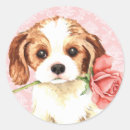 Suche nach kuckuck aufkleber Cavalier king charles spaniel