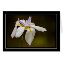 Suche nach wilde orchidee Natur