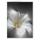 Suche nach schwarzer schatten postkarten Blume