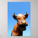 Suche nach lustige kühe poster Kuh
