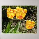 Suche nach gelbe tulpen poster Pflanzen