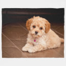 Suche nach mixer decken Maltipoo