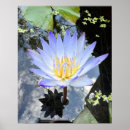 Suche nach lilly poster Wasserlilie