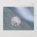 Suche nach sanddollar postkarten Strand