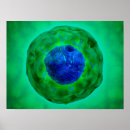 Suche nach cell biology poster Magnification
