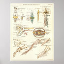 Suche nach biology poster Anatomy