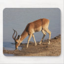 Suche nach antilope mousepads Afrikanisch