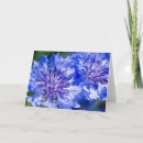 Suche nach cornflower postkarten Natur